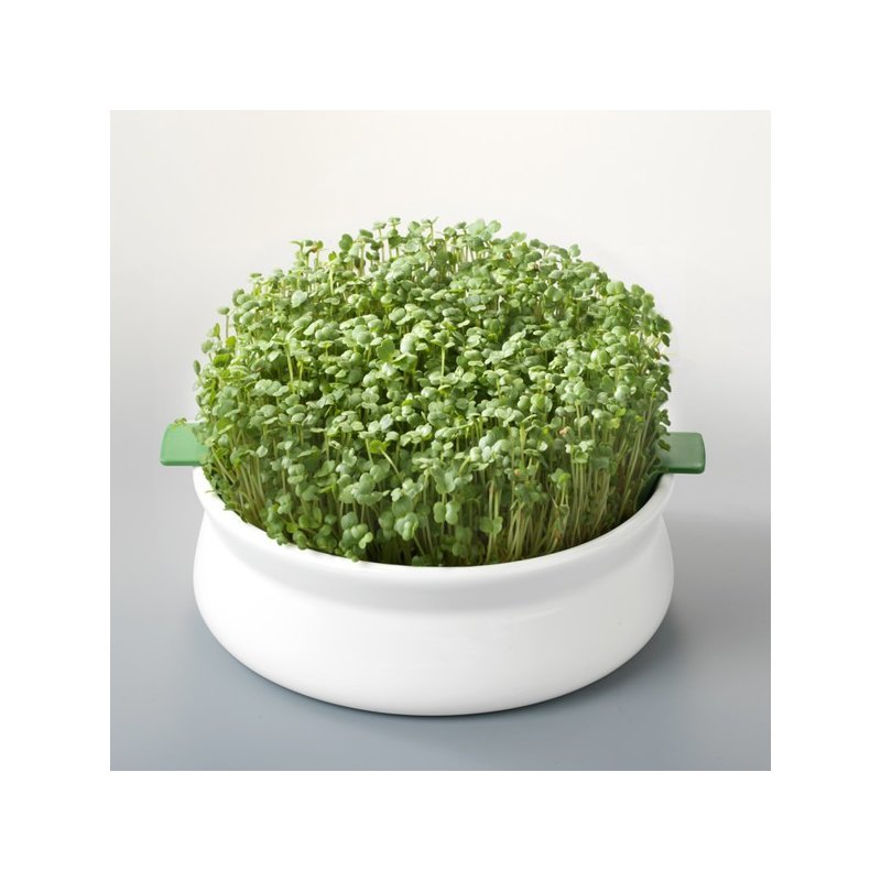 Vas pentru germinare - Germline